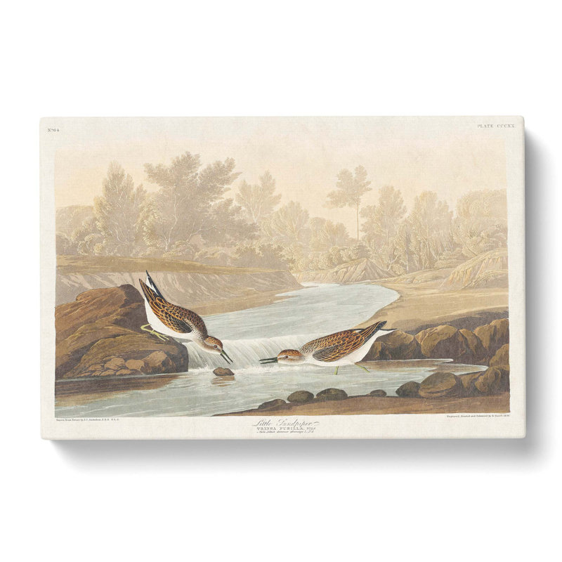 Little Sandpiper Birds by John Audubon - Wrapped Canvas Painting, 40cm H x 60cm W x 3cm D