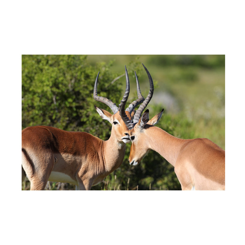 Art sur toile, Bob Bob Langrish Impala, H 12 po x l 19 po