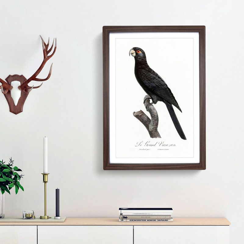 Greater Vasa Parrot by F. Levaillant - Picture Frame Painting Print, Walnut Framed, 48cm H x 36cm W x 2cm D