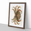 Rock Crab by J.E. De Kay - Picture Frame Painting Print-55618313-55618317