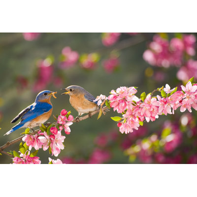 Eastern Bluebirds - Wrapped Canvas Print