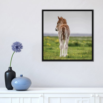 " Purebred Icelandic Foal I " by Panoramic Images