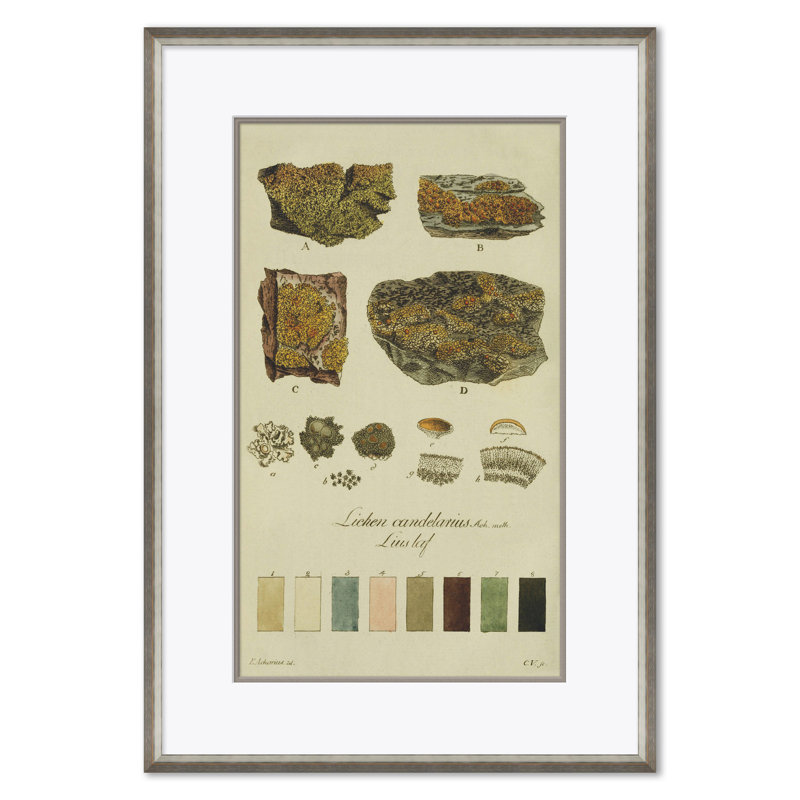 Lichen Studies, John Peter Westring, 1808 Giclee Print by Paul Cezanne