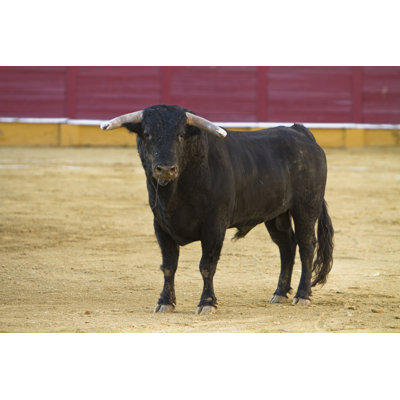 Brave Bull par Digicomp Photo - Photographie sur toile tendue