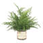 Faux Fern Plant in Glass Vase