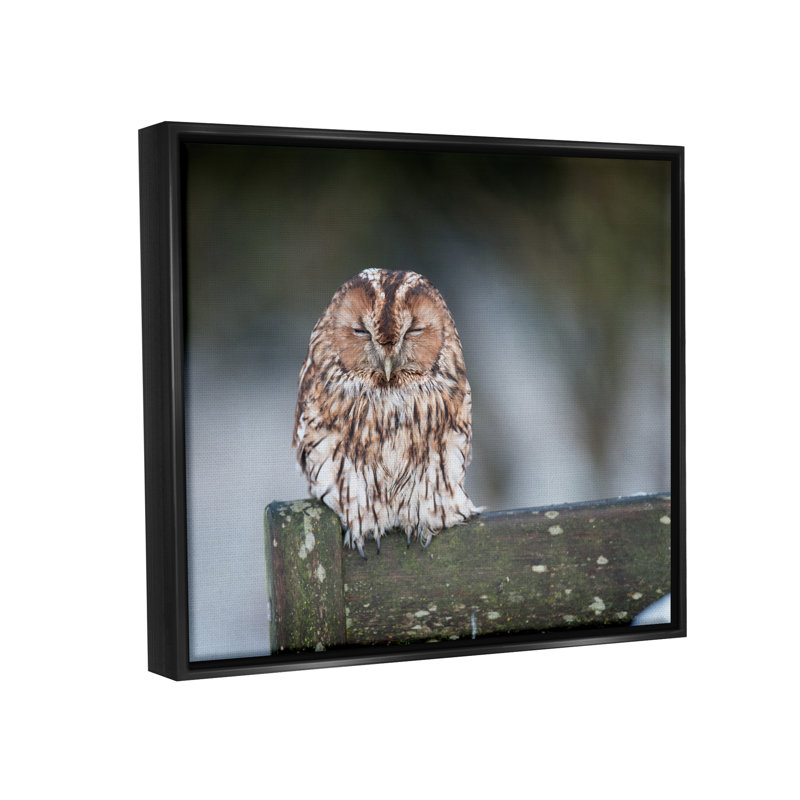 Chouette perchée, clôture, nature, faune par James Dobson - photographie sur toile tendue, H 17 po x l 21 po x P 1,5 po