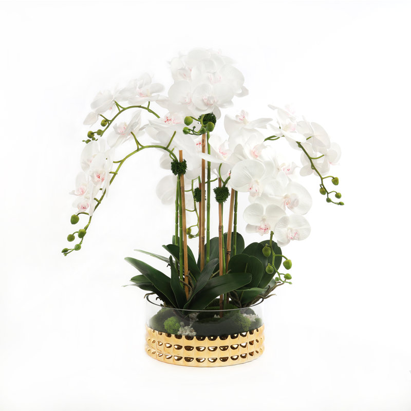 Orchid in Pot