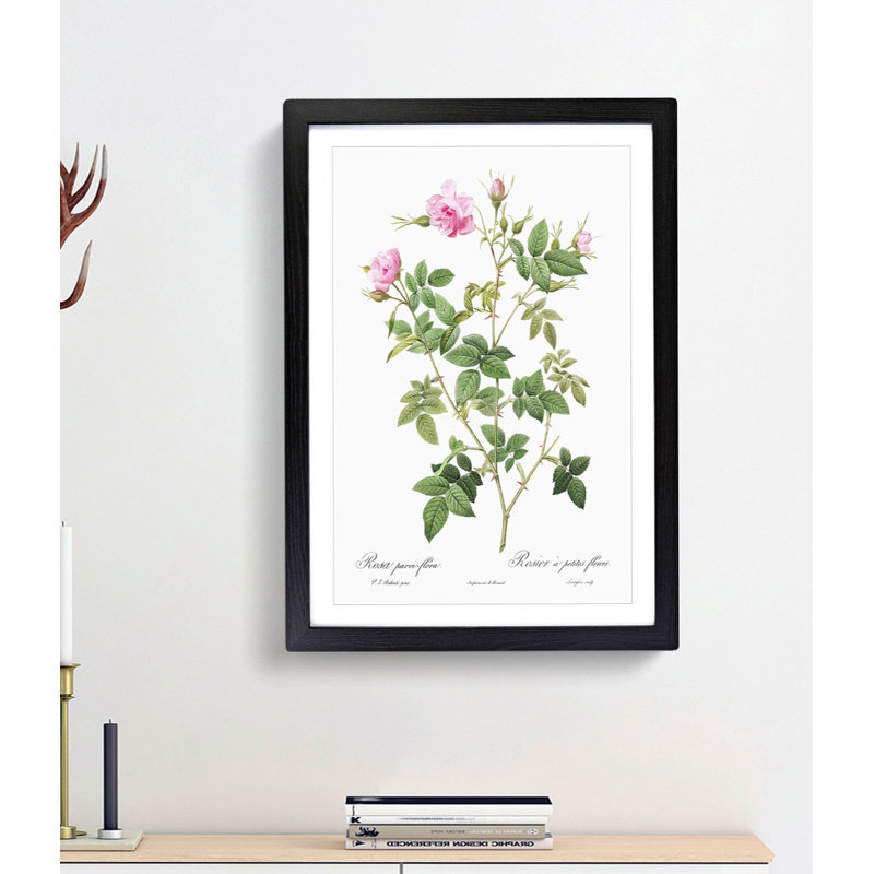 Wild Rose in Pink by Pierre-Joseph Redoute - Framed Print, 65cm H x 48cm W x 2cm D, Black Framed