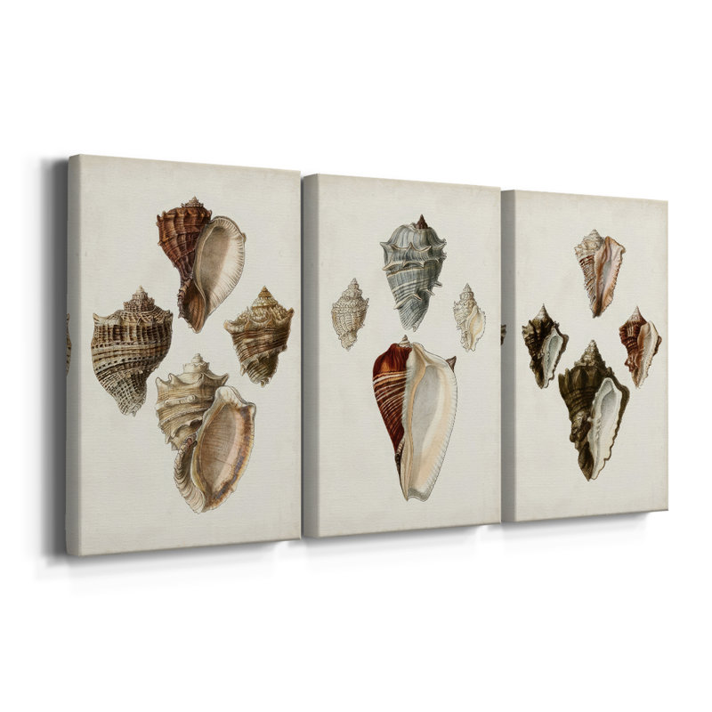 Sowerby Shells I - Toile tendue sur mesure avec châssis - 3 pièces, H 48 po x l 96 po