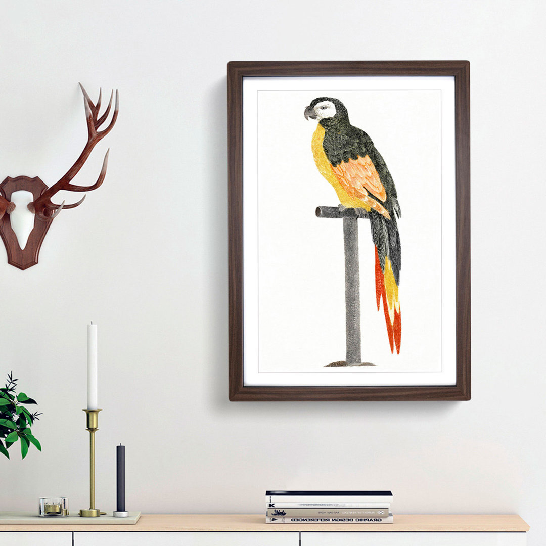 A Perched Parrot by Johan Teyler - Framed Print
