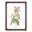 Four-Seasons Roses in Pink by Pierre-Joseph Redoute - Framed Print-55577584-55577585