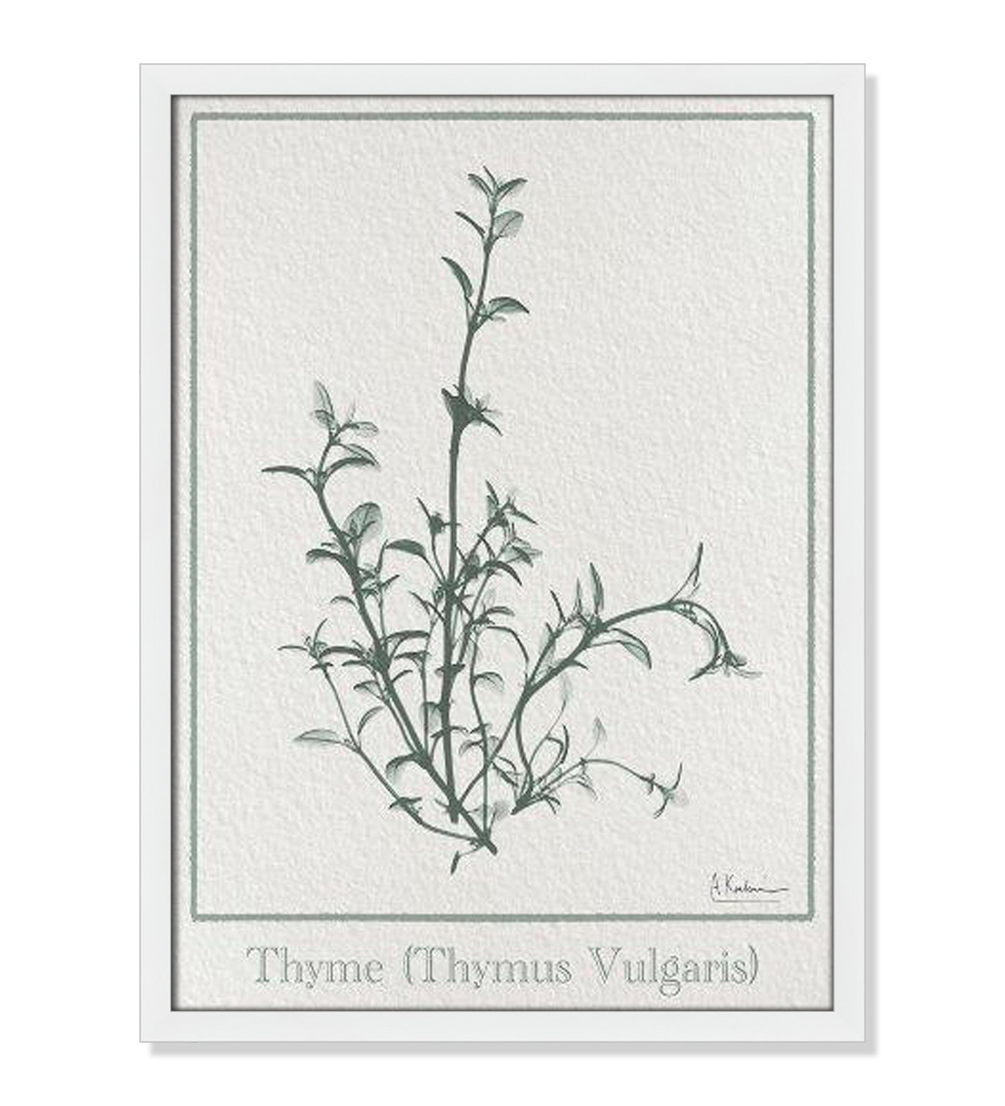 Jeanette "Thymus Vulgaris" Print, 23" H x 17" W x 1.25" D, White Framed Paper