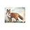Fox In Woods Painting by Michelle Bennett