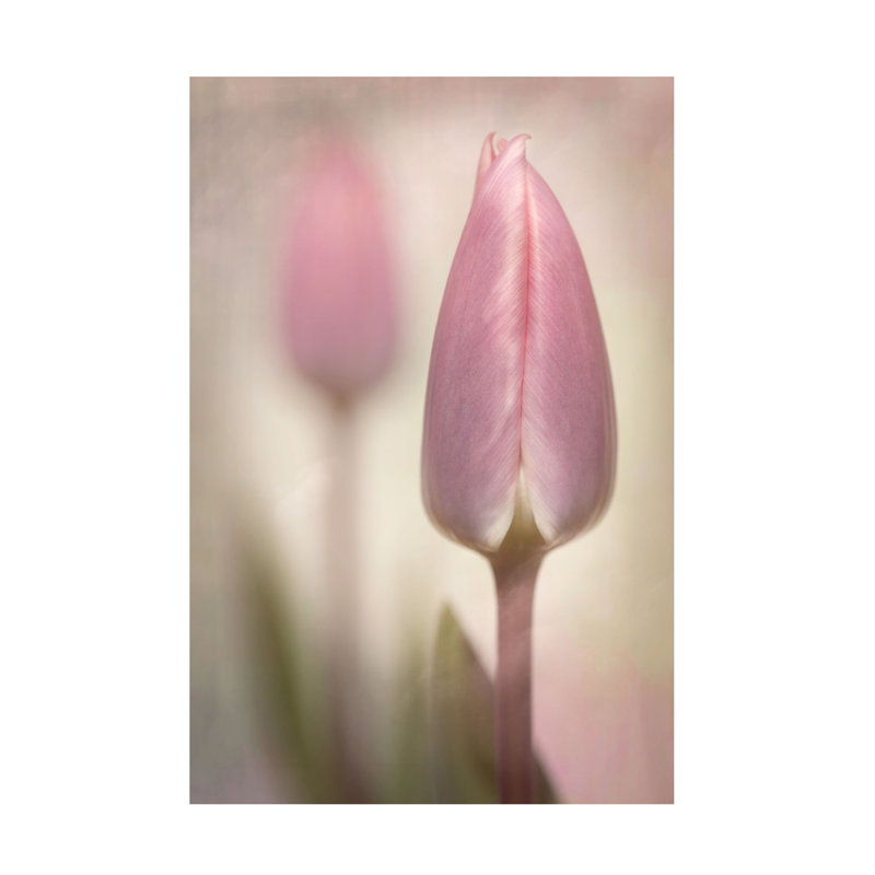 Tulipes roses modernes et contemporaines, H 19 po x l 12 po x P 2 po