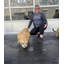 Cougar Life Size Statue