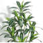 67cm Plant