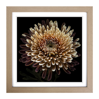 Chrysanthemum Photograph No.1 - Framed Print