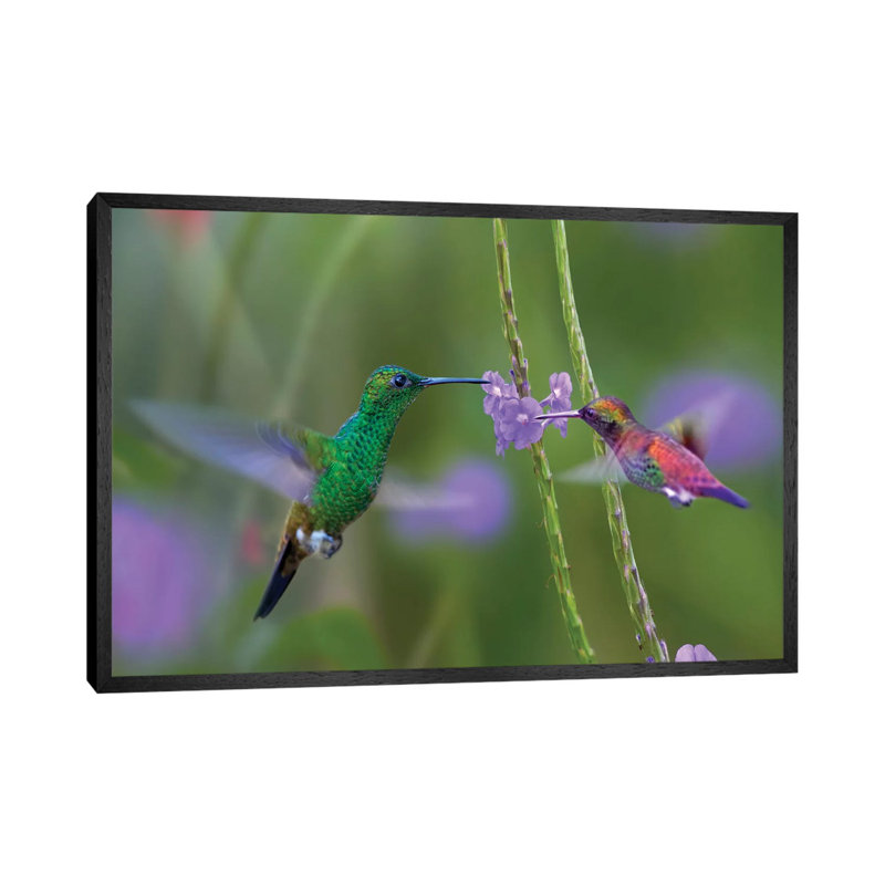 Copper-Rumped Hummingbird And Green-Throated Mango Feeding, Trinidad by Tim Fitzharris - Gallery-Wrapped Canvas Giclée on Canvas