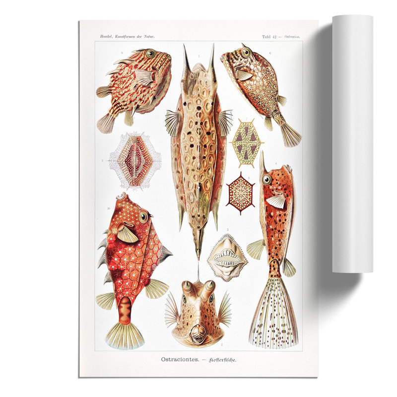 Selection Of Fish by Ernst Haeckel - No Frame Print, 30cm H x 21cm W x 0.1cm D