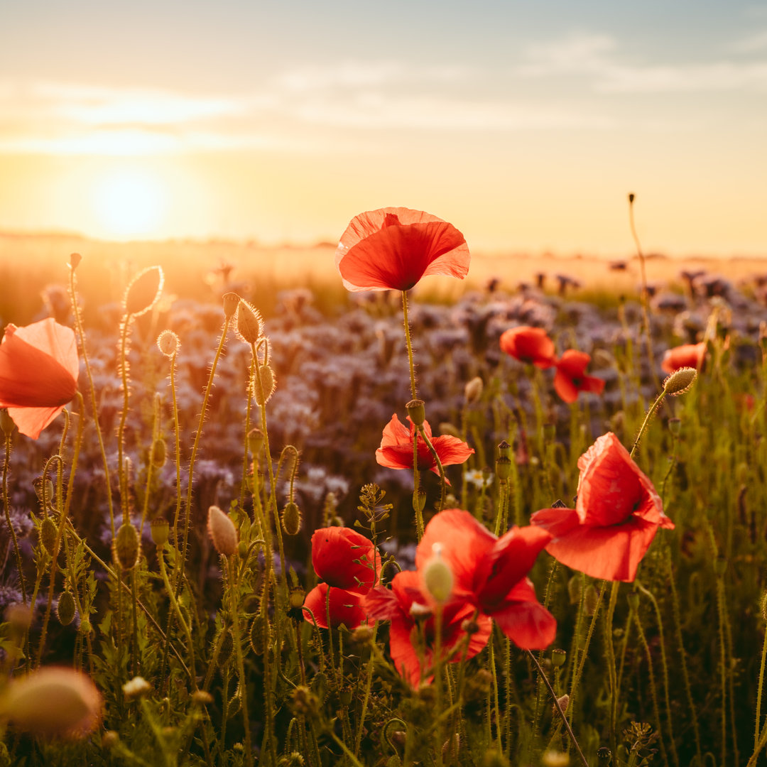 Mohn- und Ackerfelder im Sonnenuntergang in schönen blühenden Österlen