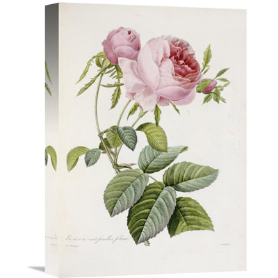 " Rose " by Pierre Joseph Redoute