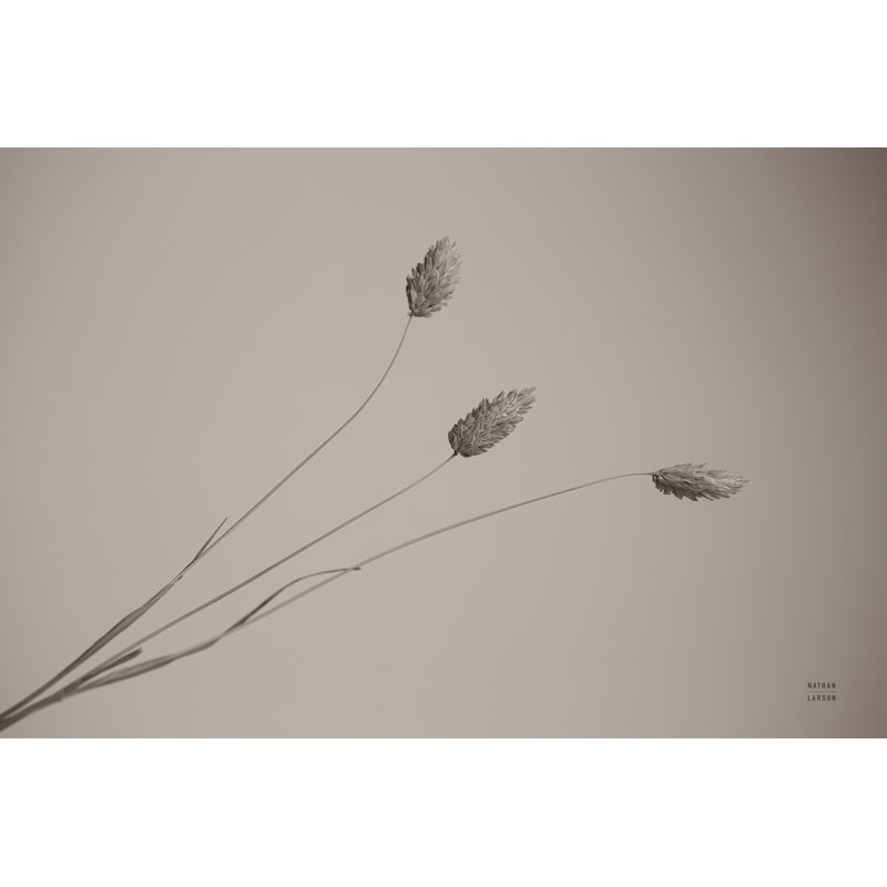 Grass Study by Nathan Larson - Wrapped Canvas Print, 81cm H x 122cm W x 3.8cm D