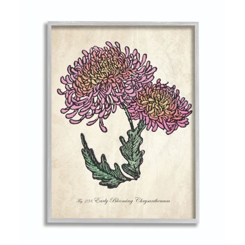 «Botanical Chrysanthemum Flower Pink Yellow», impression, H 11 po x l 14 po x P 1,5 po, Estampe numérique Farmhouse