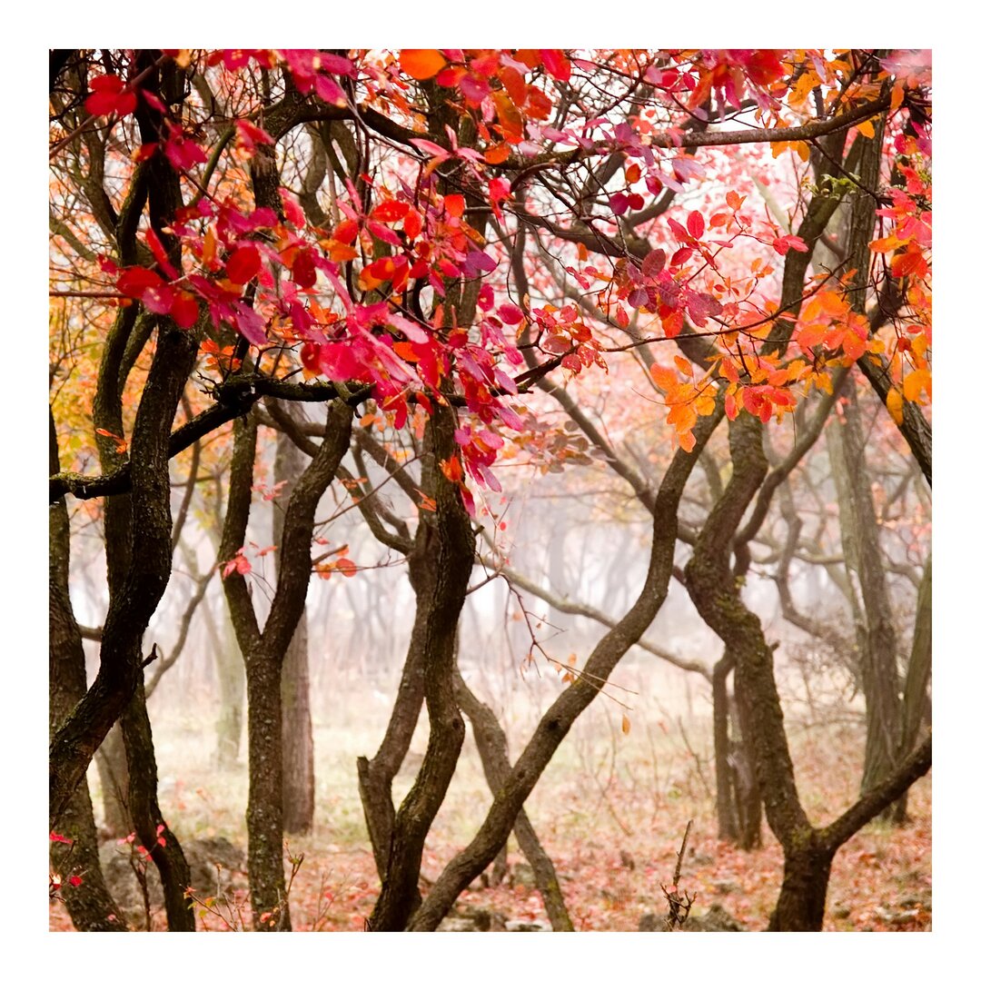 Strukturierte Fototapete Japanese Forest in Autumn