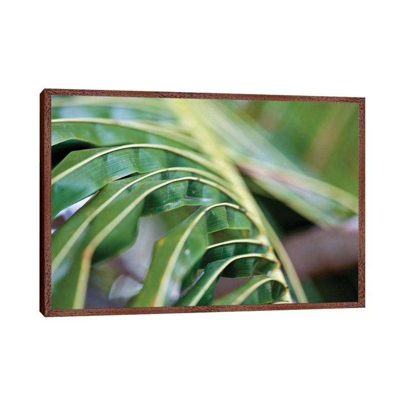 Close-Up Detail Of Plant, Culebra Island, Puerto Rico by Panoramic Images - Gallery-Wrapped Canvas Giclée on Canvas