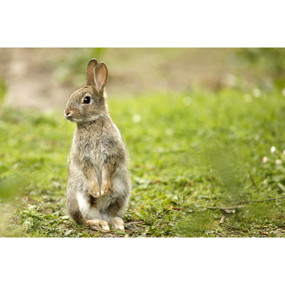 Wild Rabbit von Andrew_Howe - Kunstdrucke auf Leinwand ohne Rahmen