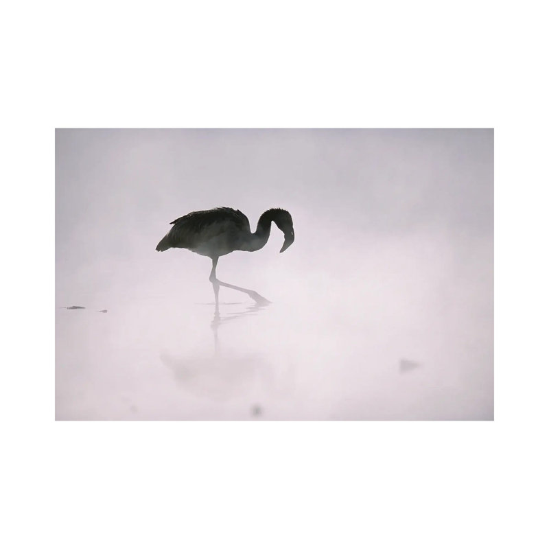 A Flamingo Wades In A Thermal Hot Spring In Chile's Atacama Desert by Joel Sartore - Gallery-Wrapped Canvas Giclée on Canvas