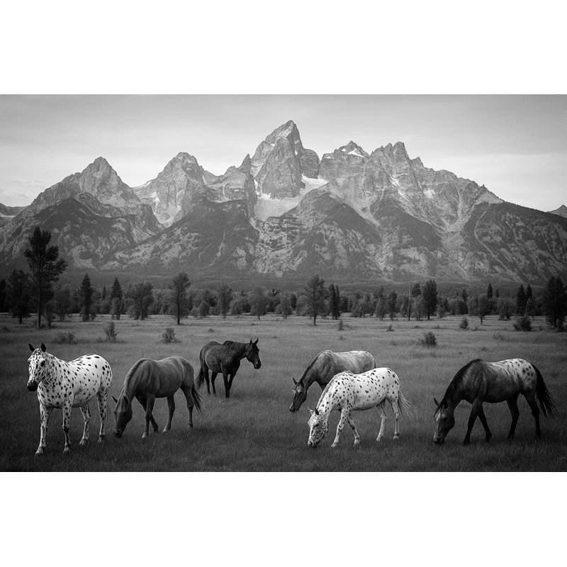 Photographie de Jackson Hole Appaloosas en noir et blanc par Linda