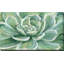 «Succulent» par Marilyn Dunlap - Peinture-64743355-64743352