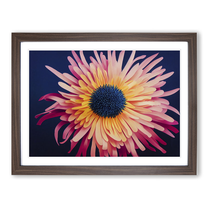 Unusual Chrysanthemum Flower - Framed Print, 46cm H x 64cm W x 2cm D, Walnut