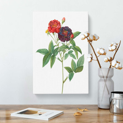 Rose Of Van Eeden by Pierre-Joseph Redoute - Wrapped Canvas