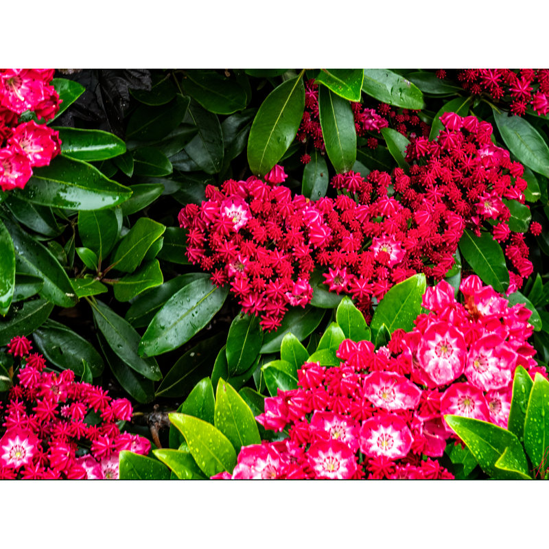 Mountain Laurel_Maine Print by Tom Kostes, 17.25" H x 21.25" W x 0.875" D