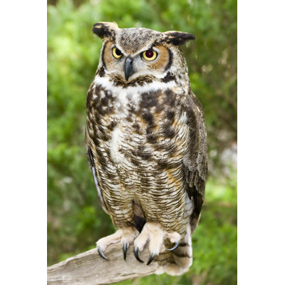 " One Great Horned Owl Sitting On A Branch Outdoors "