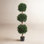 Brooklyn 60" Hedyotis Topiary in Planter