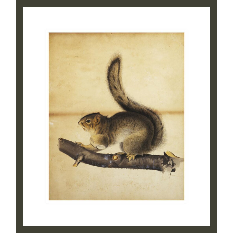 Écureuil de l'Est en manteau d'hiver par John James Audubon - Impression sur toile, H 20,58 po x l 17,75 po