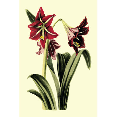 Printed Royal Botanical Study I by B. Cotton - Wrapped Canvas Painting