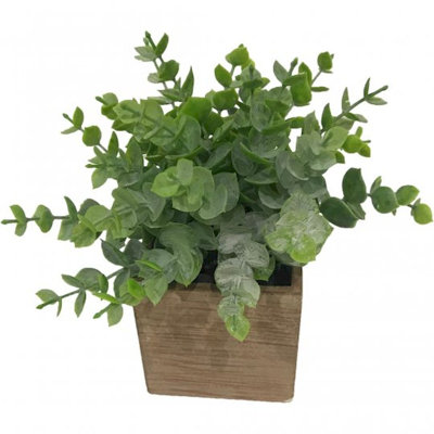 Eucalyptus en pot