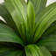 Dracaena vert artificiel Adcock résistant aux rayons UV, faux arbre avec une grande base pour l'intérieur et l'extérieur-953117990-953118008