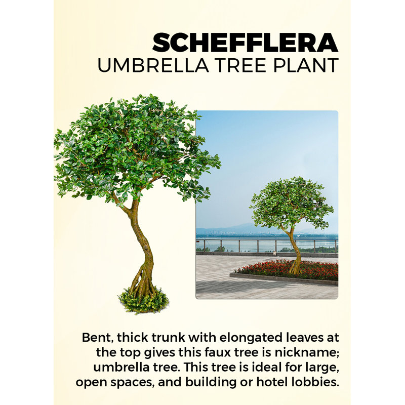 Serene Spaces Living Schefflera