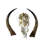 Tieanna Waterbuck Antelope Skull
