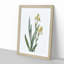 Lemon-yellow Iris Flowers by Pierre-Joseph Redoute - Picture Frame Painting Print-55582553-55582556