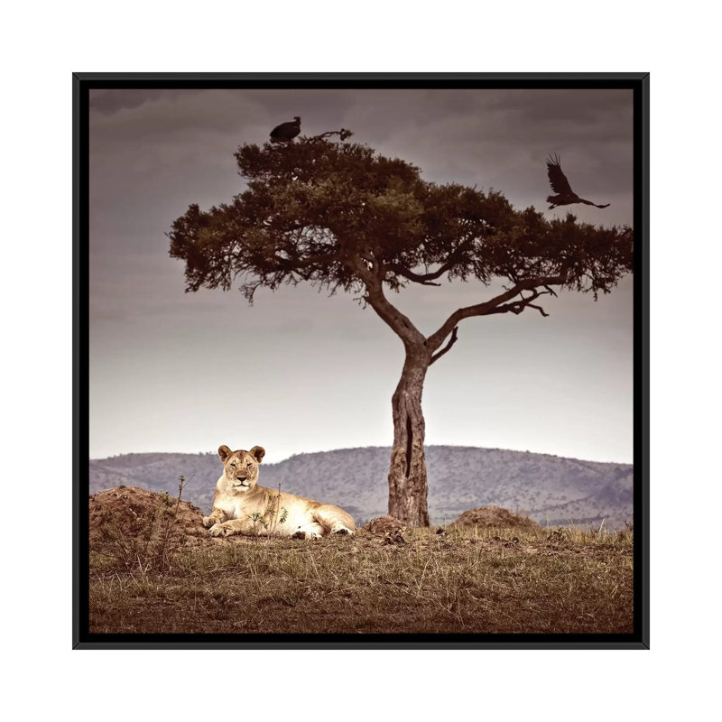 Observance I by Klaus Tiedge - Print on Canvas, Black Framed, 66.04 cm H x 66.04 cm W