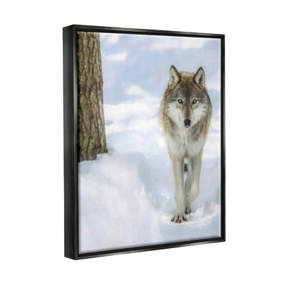 Au-937-Framed " Wild Wolf Winter Snow Photography " by Carrie Ann Grippo-Pike