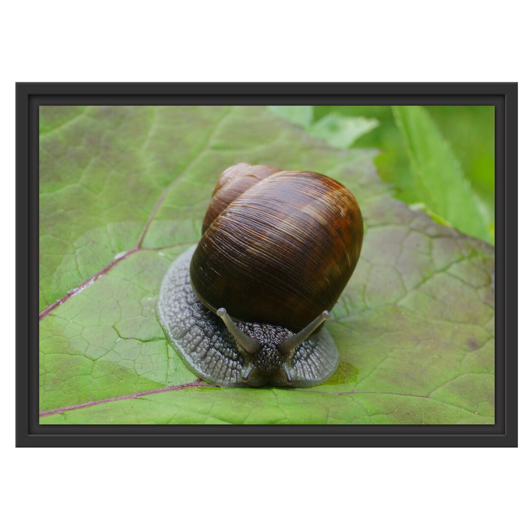 Gerahmtes Wandbild kleine Schnecke mit Schneckenhaus