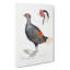 Crested Pheasant Illustration by John Edward Gray - Wrapped Canvas-55371901