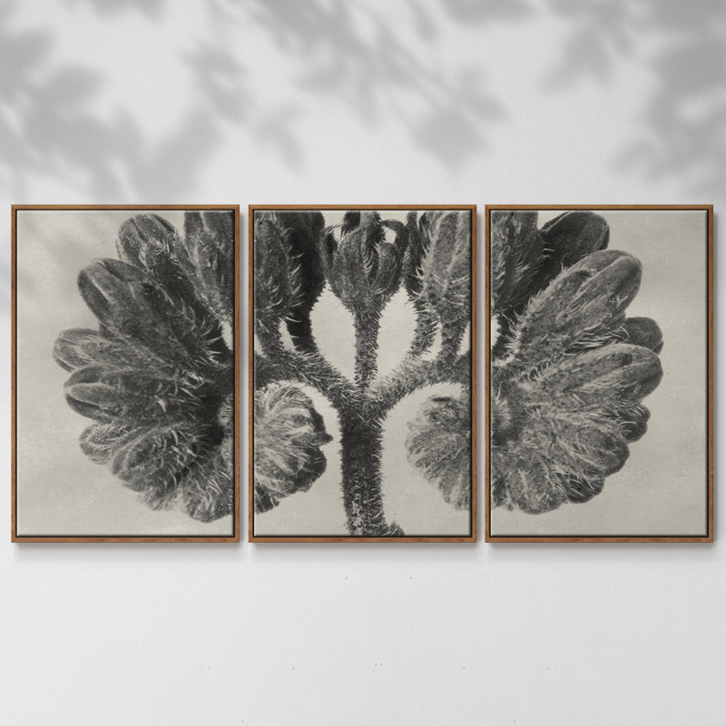 Blossfeldt Botanical III 3 pièces, H 36 po x l 75 po x P 2 po, Noyer